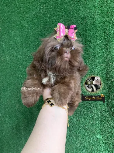 Filhote de Shih-Tzu fêmea de alto padrão! Em 10X SEM JUROS! 