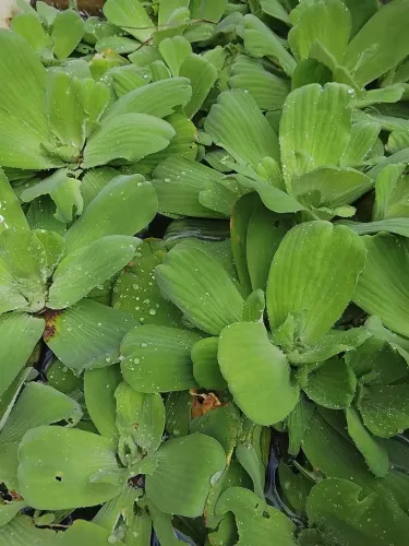 Plantas aquáticas/enviamos