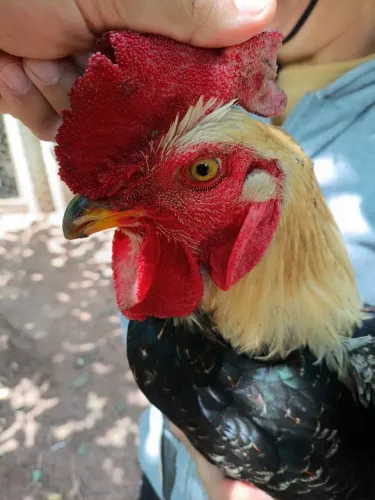 Venda de Aves