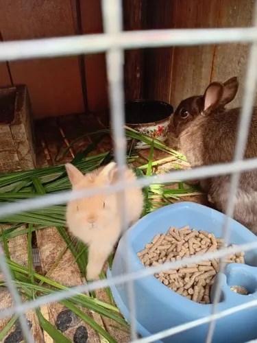 Vendo fofuras coelhinhos de alto padrao netlander