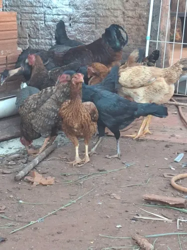 Vendo galinhas caipiras