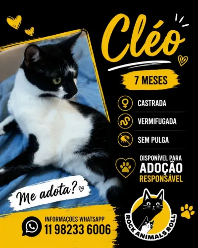 Cléo. 7 meses castrada