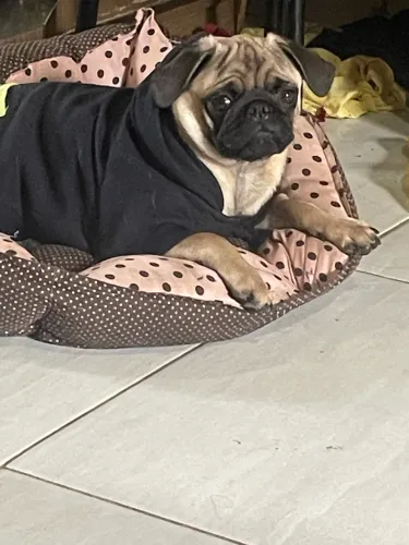 Lindos filhotes de pug macho abricó