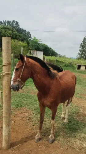 Cavalo