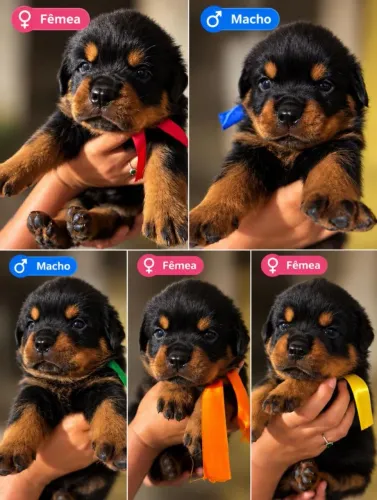 Filhotes de rottweiler