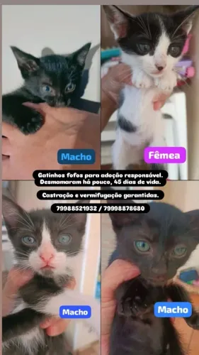 Gatos para adoção castração garantida 