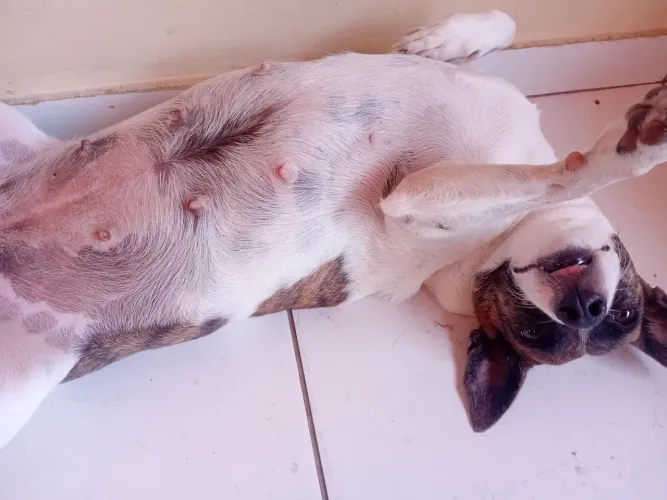 Cadela para doação 