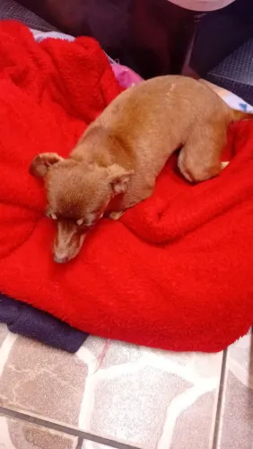 Pinscher fêmea