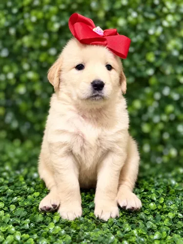 GOLDEN PERFEITO