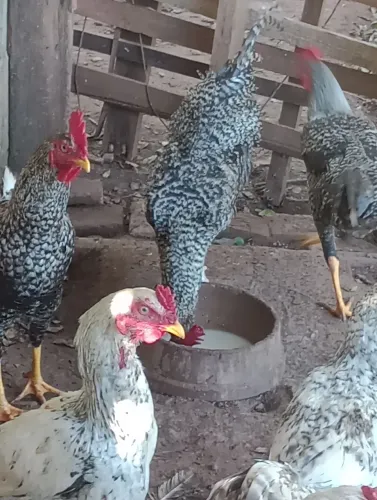Frango caipira
