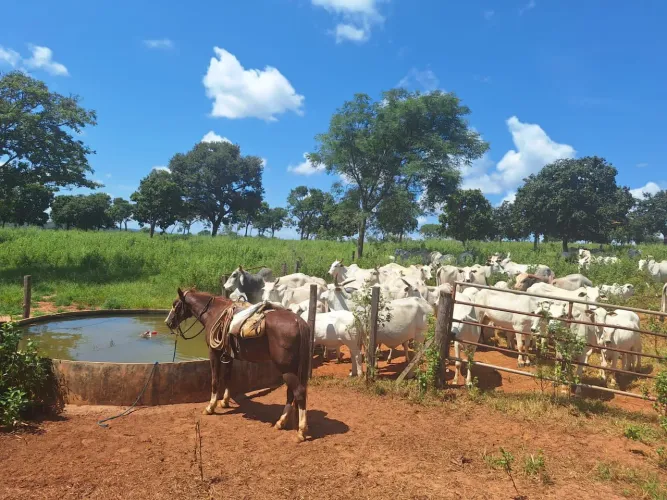 Fazenda 70 Alqueires/Saída Pirapora ....5.500.000.00