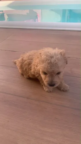 Filhote de poodle e pinscher