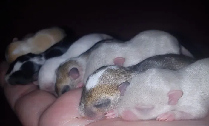 Vendo filhotes de Gerbil( Esquilo da Mongólia)