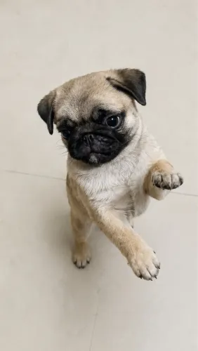 Filhotes de Pug disponíveis para venda !!!