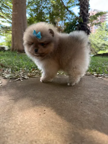 FÊMEA SPITZ ALEMÃO