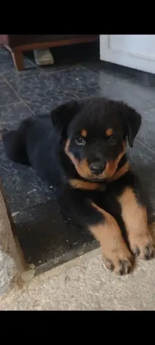 Rottweiler macho filhote 