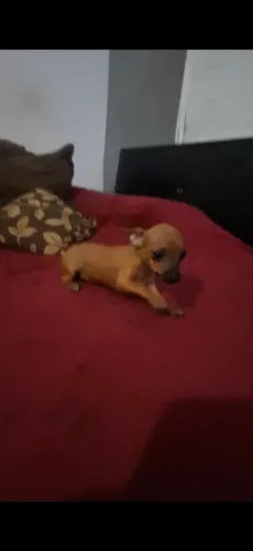 Cachorra fêmea pintcher número 0