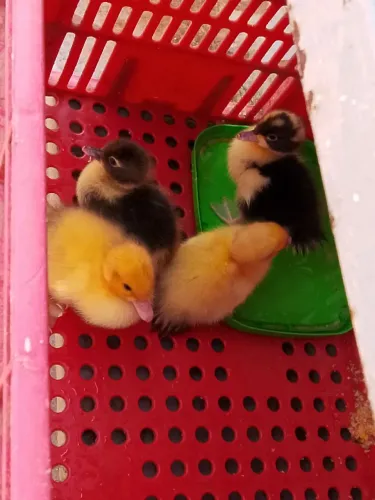 Patos