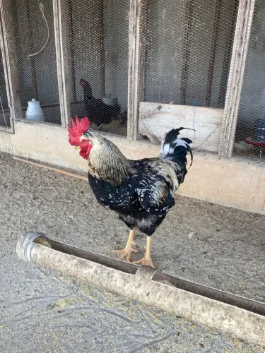 Galo balão