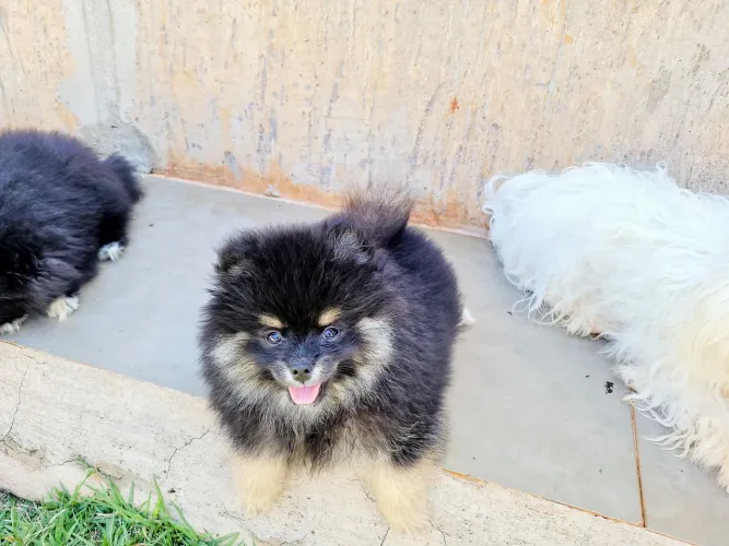Spitz alemão macho - pedigree cbkc - 10x sem juros