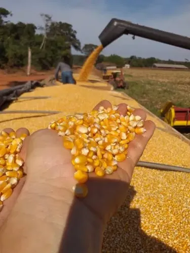 Milho em Grãos,Quirela de Milho moído,Farelo de Soja Produção Propria Direto do Produtor