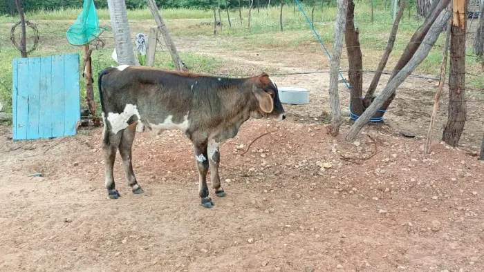Vendo bezerro mestiço