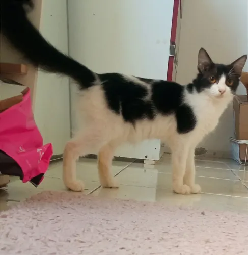 Adoção de gatos