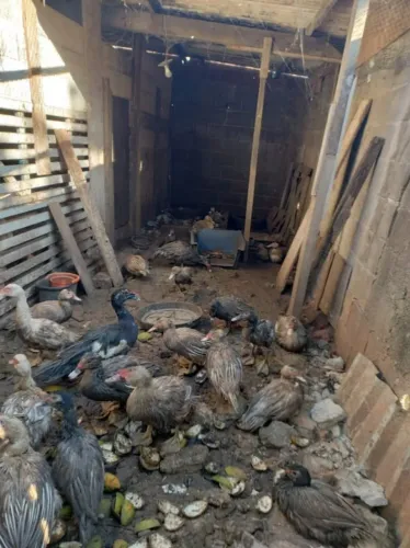 PATOS E PATAS