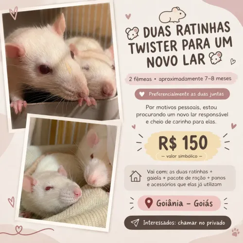 Duas ratas twister c/gaiola