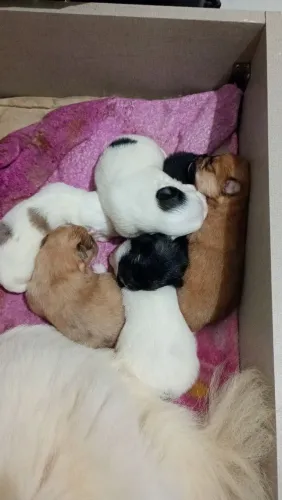 Lulu da Pomerânia