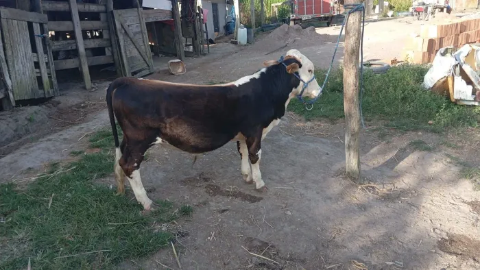 Mini boi luxo mansinho