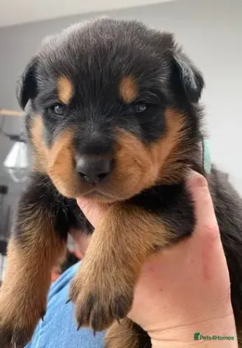 Bebezinho rottweiler super dócil com saúde e procedência garantida