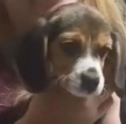 Beagle filhote cheio de energia procurando um novo lar