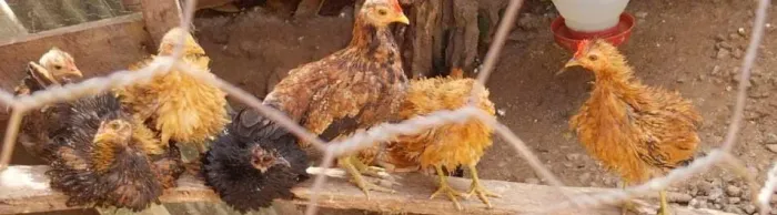 Garnizes arrepiados mestiços com Nagazaki macho e fêmea.