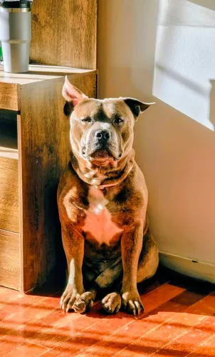 Staffordshire Bull Terrier macho (o cão babá)o 