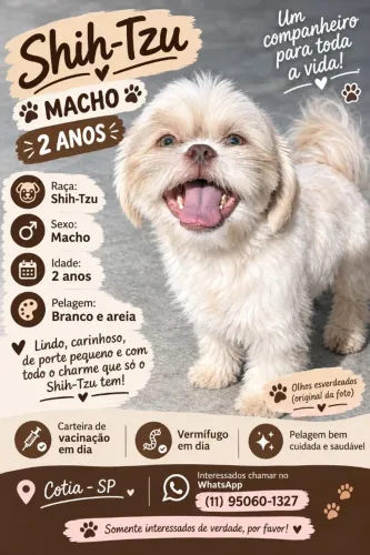 Shihtzu Branco