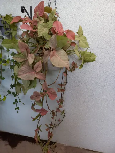 Linda planta natural 