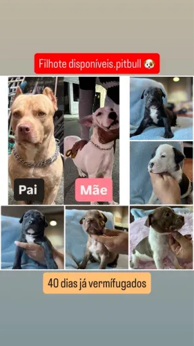 Pitbull 
