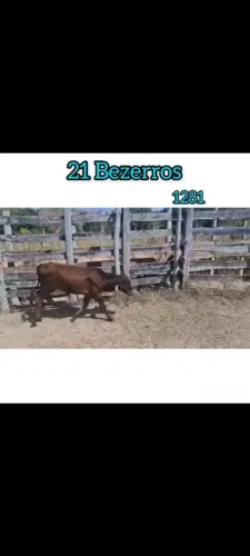 21 Bezerros