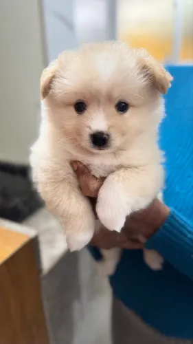 Filhotes lulu pomerania