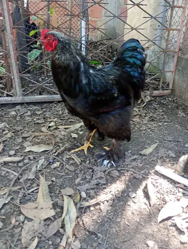 CASAIS DE GALOS E GALINHAS BRAHMA, CARIJÓ E CAIPIRA