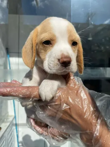 Filhote de Beagle o amigo curioso que torna a rotina mais divertida