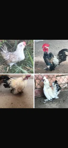 Mini Galinha Garnizé Aves