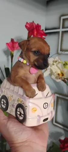 Pinscher zero 