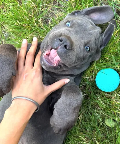 Cane corso