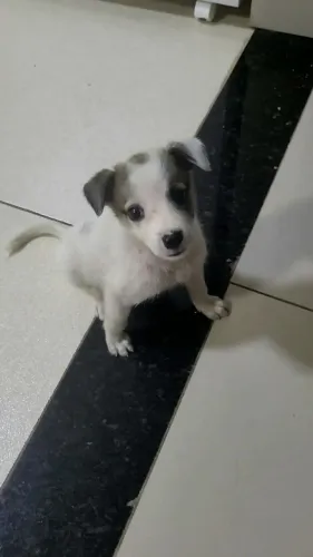 Adoção de cachorra