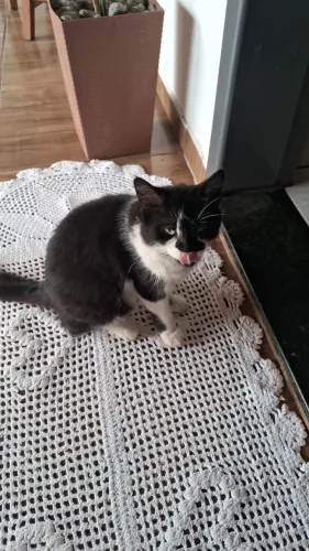 Gata