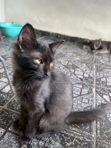 GATO FILHOTE PARA ADOÇÃO