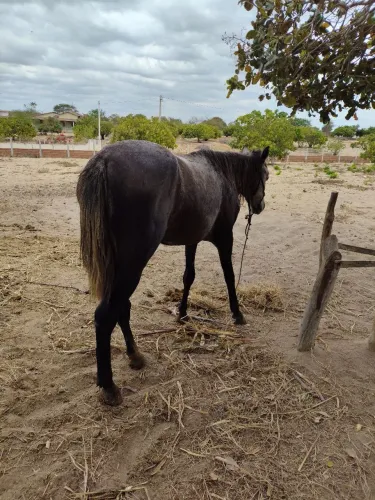 Égua