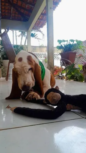 Procura-se uma namorada para um lindo Basset Hound! ?